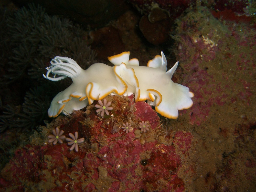 Prachtsternschnecke (Ardeadoris egretta)