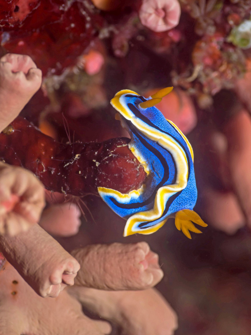 Prachtsternschnecke (Chromodoris annae)