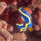 Prachtsternschnecke (Chromodoris annae)