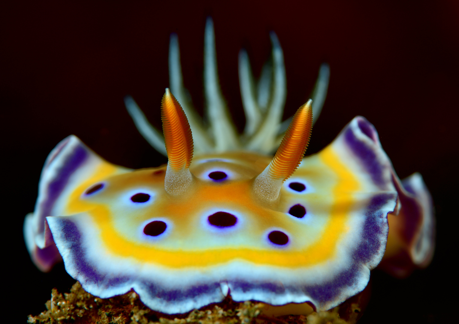 Prachtsternschnecke "Chromodoris geminus"