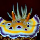 Prachtsternschnecke "Chromodoris geminus"