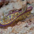 Prachtsternschnecke - Chromodoris kuniei