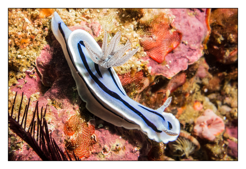 Prachtsternschnecke - Chromodoris willani