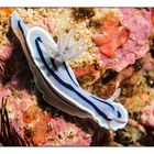 Prachtsternschnecke - Chromodoris willani