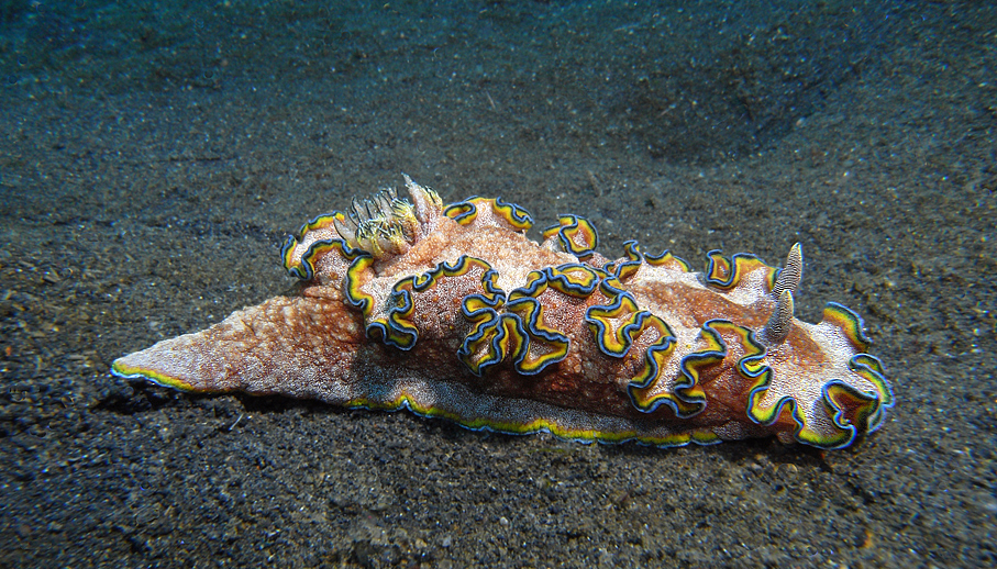 Prachtsternschnecke