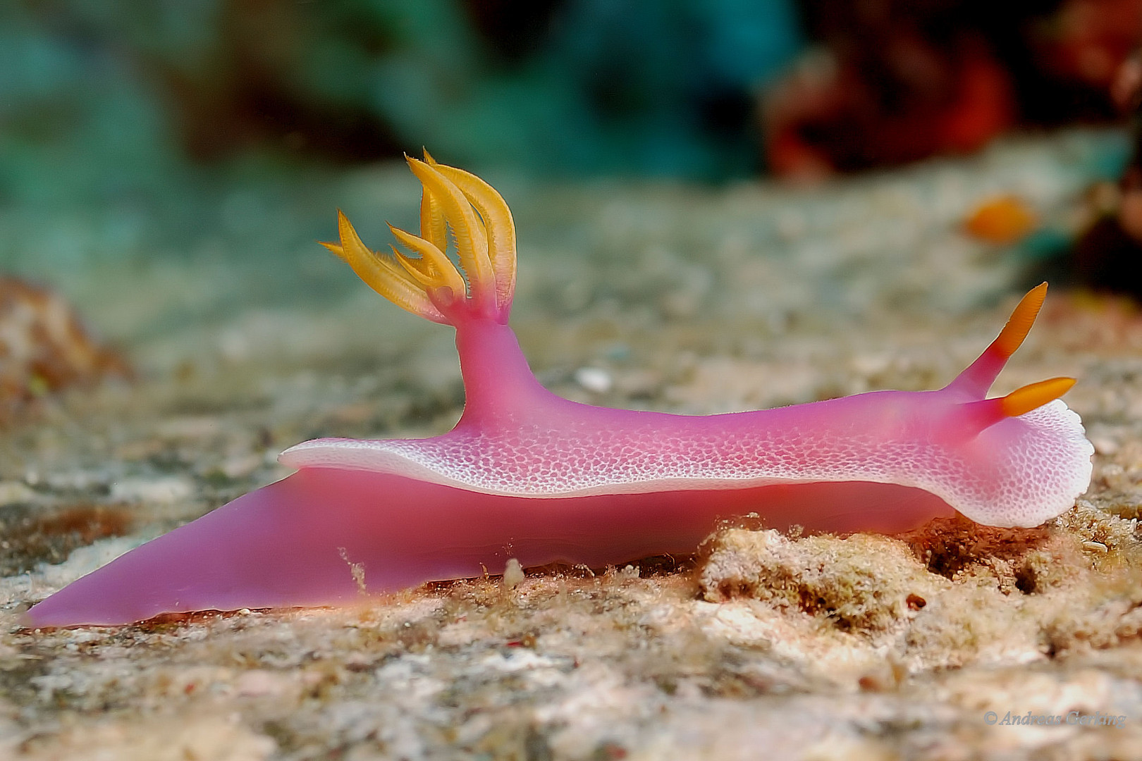 Prachtsternschnecke -Hypselodoris bullocki-