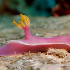 Prachtsternschnecke -Hypselodoris bullocki-