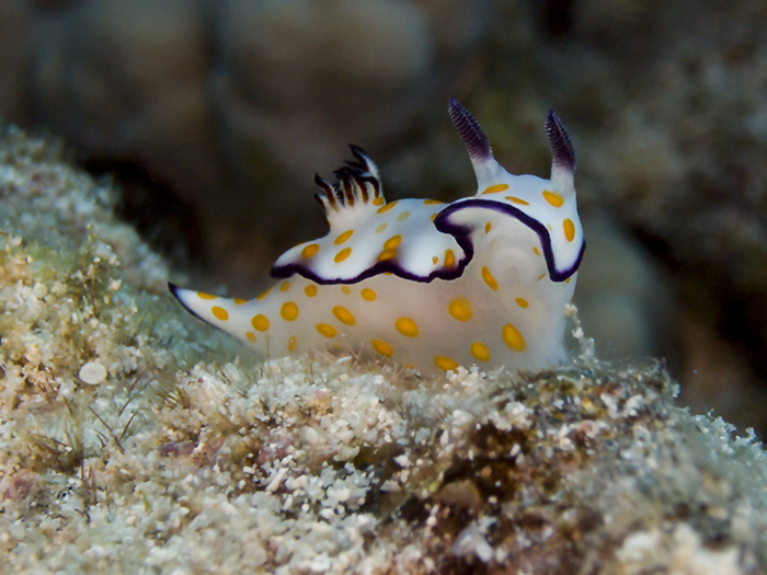 Prachtsternschnecke (Risbecia ghardaqana)