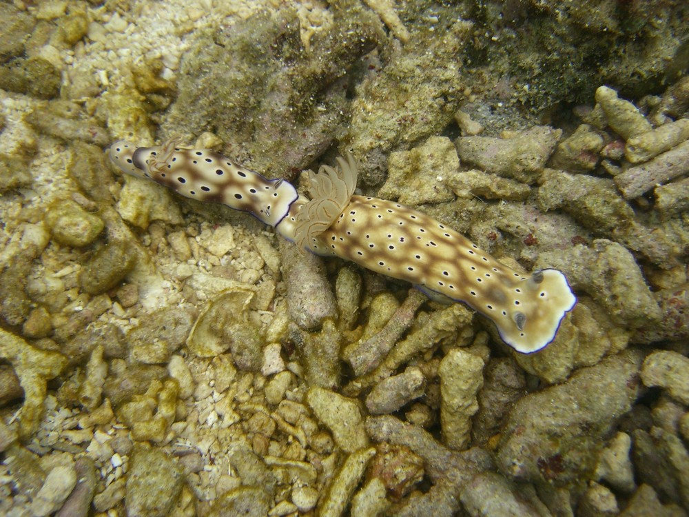 Prachtsternschnecke (Risbecia tryoni)