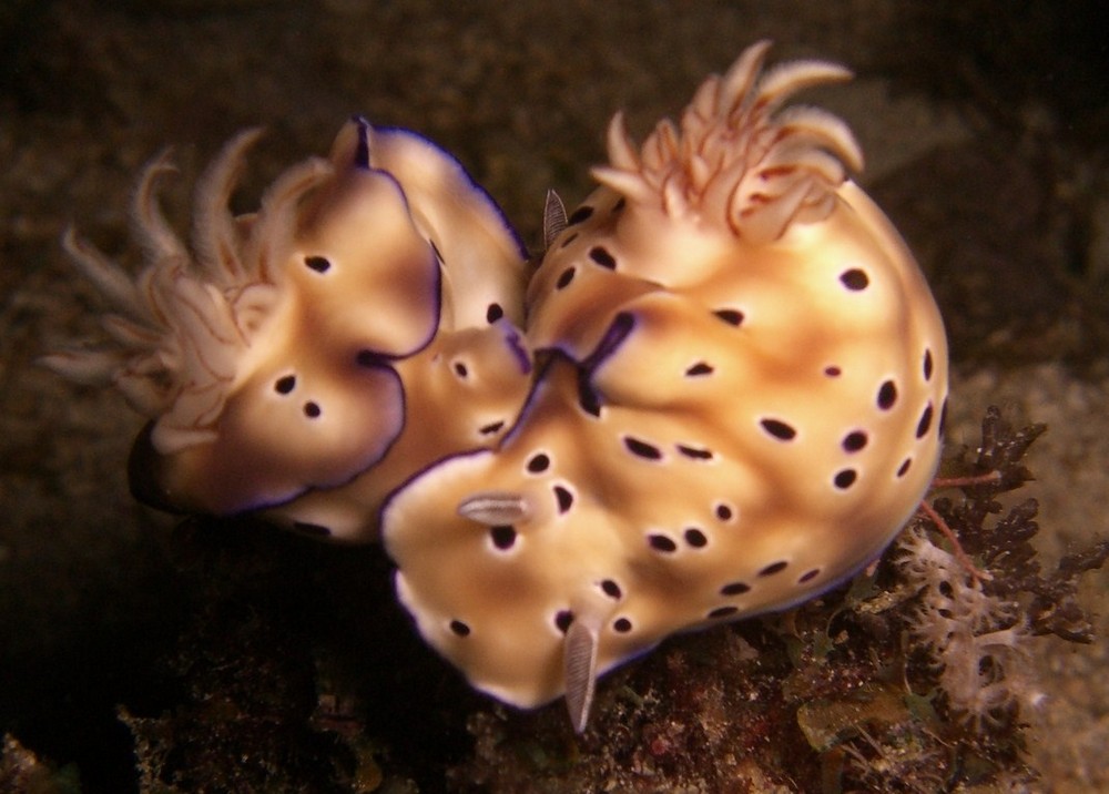 Prachtsternschnecke (Risbecia tryoni) bei Nacht