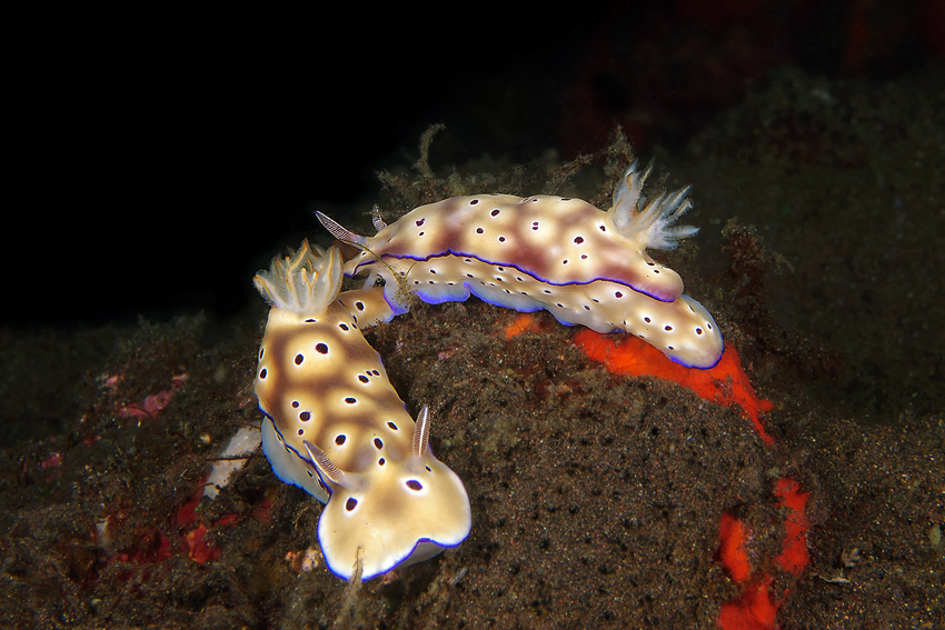 Prachtsternschnecken (Nudibranch)