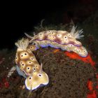 Prachtsternschnecken (Nudibranch)