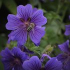 Prachtstorchschnabel(Geranium x magnificum)