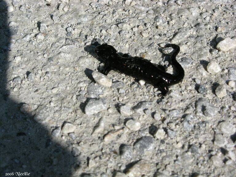 Prachtstück Salamander ;)