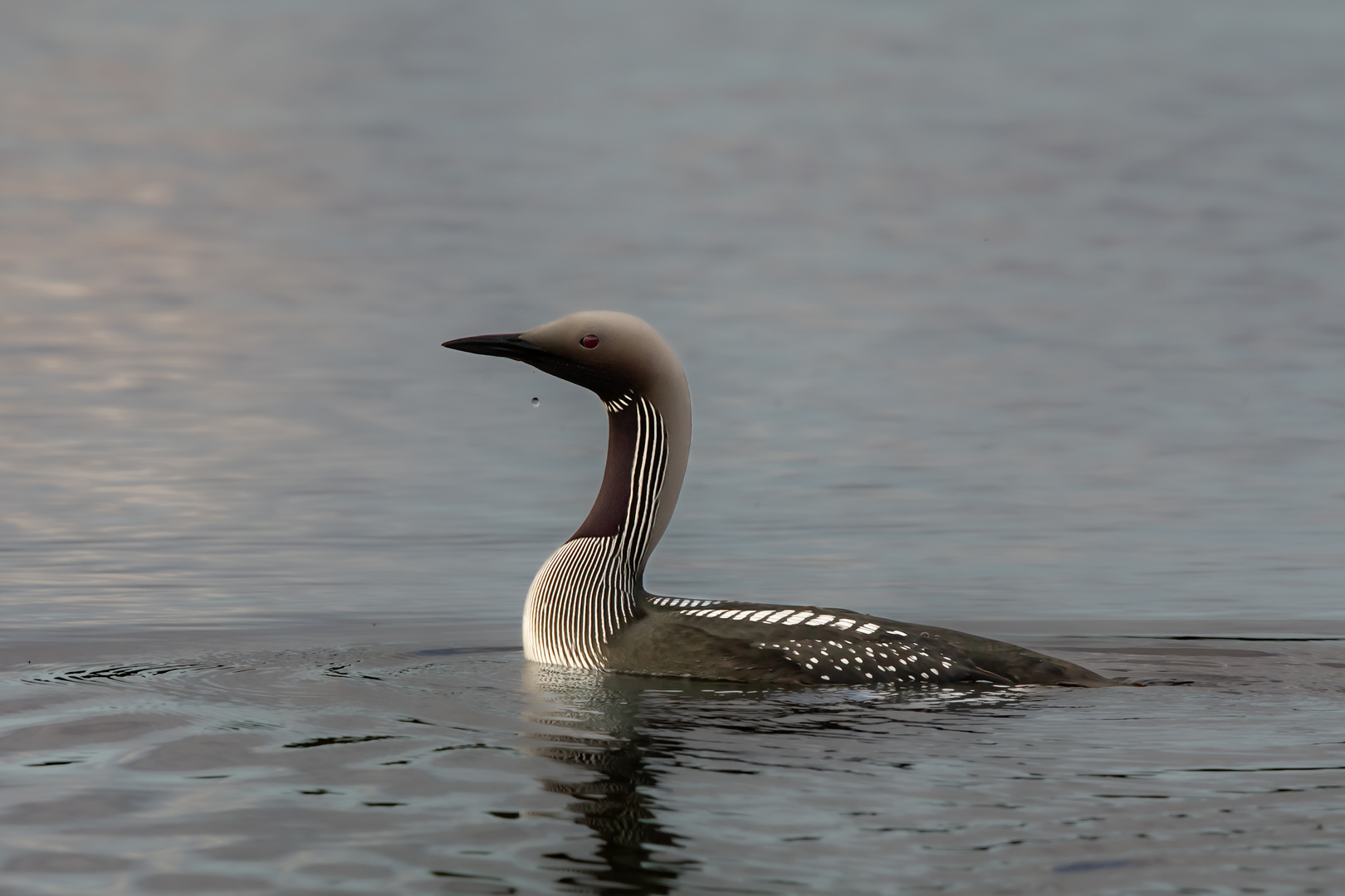 Prachttaucher auf einem See in Mittelschweden