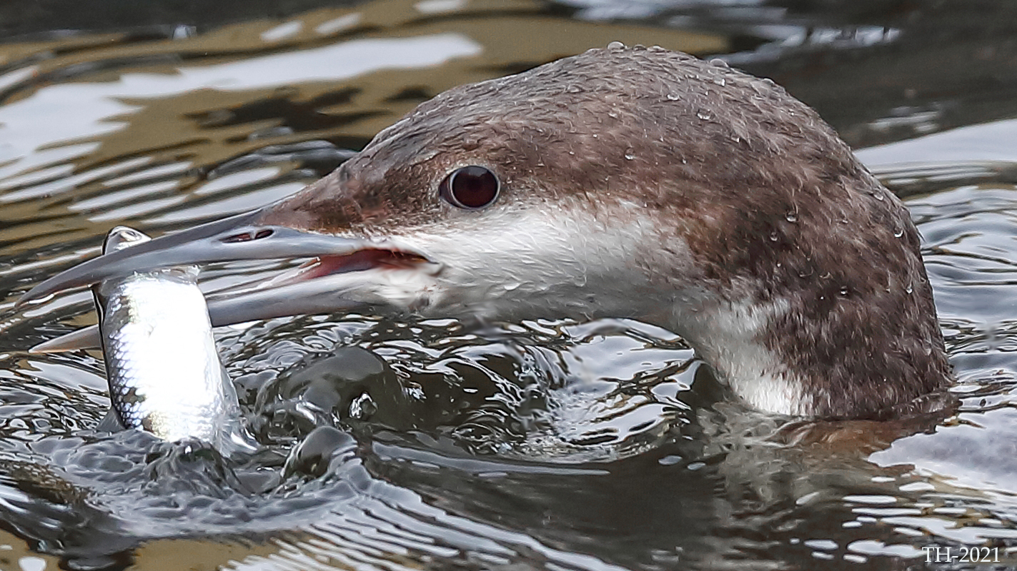 Prachttaucher  (Gavia arctica)