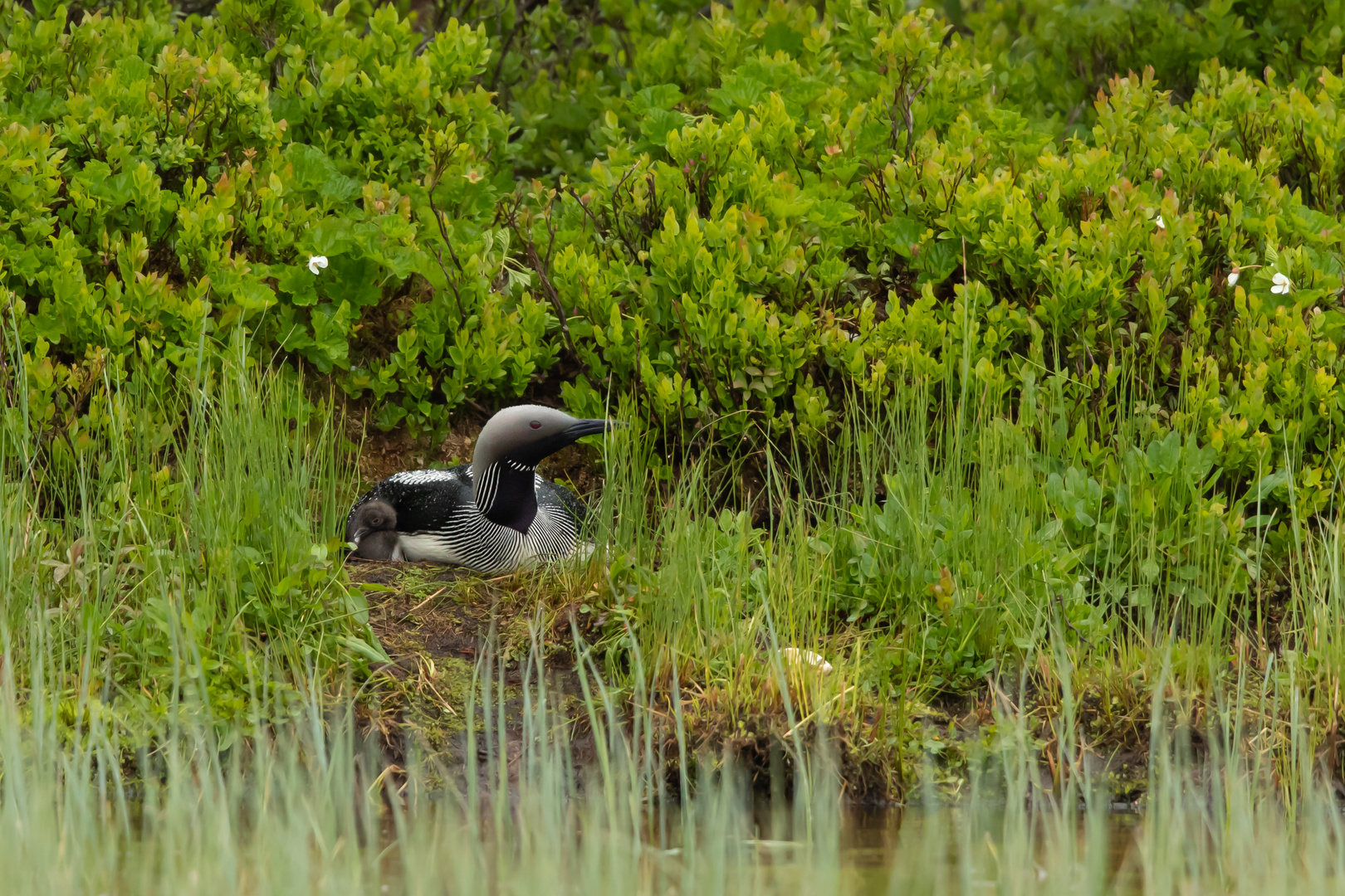 Prachttaucher mit Jungvogel 2019 Schweden