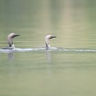 Prachttaucher Paar (black-throated diver)