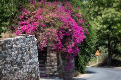 Prachtvoll blühende Bougainvillea am Strassenrand | Ikaria Griechenland Greece