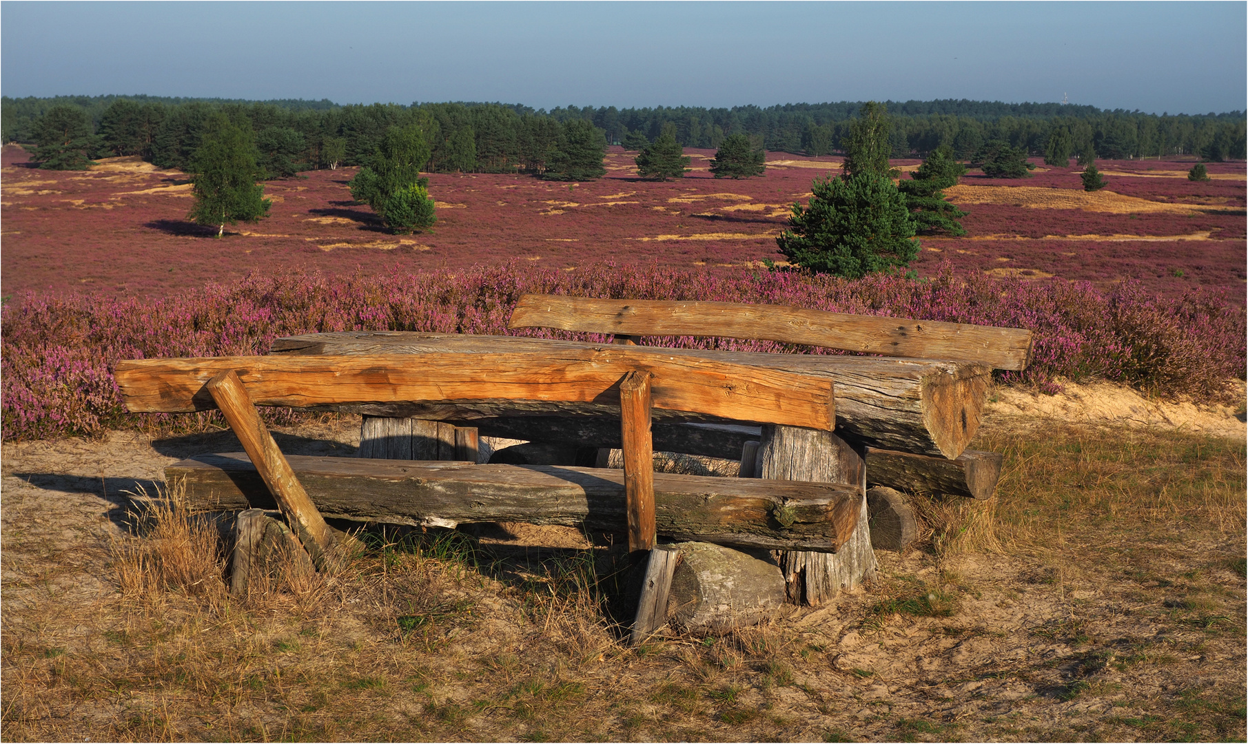 Prachtvoll die Heide  blüht....