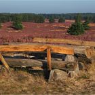 Prachtvoll die Heide  blüht....