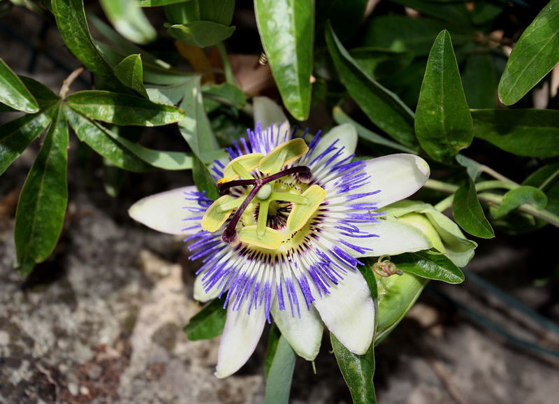 prachtvolle Blüte