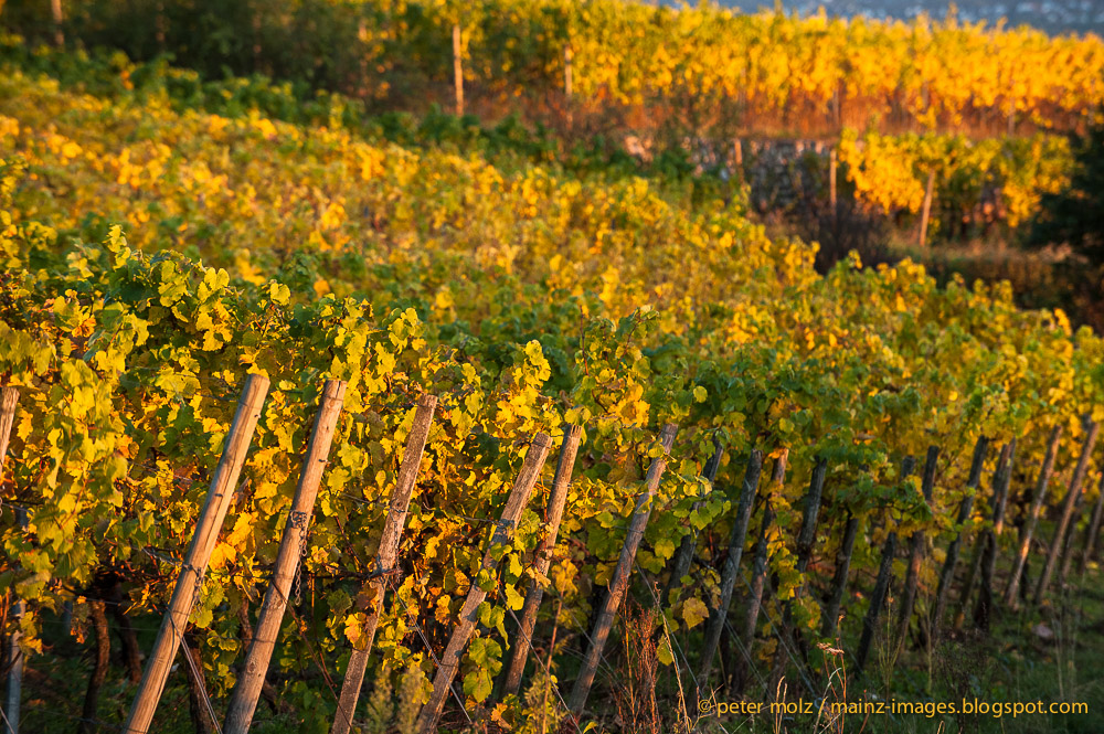 Prachtvolle Herbstfärbung im Rheingau