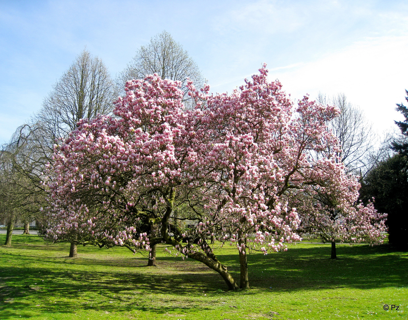 Prachtvolle Magnolie in einer Parklandschaft ...