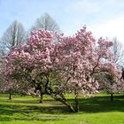 Prachtvolle Magnolie in einer Parklandschaft ...