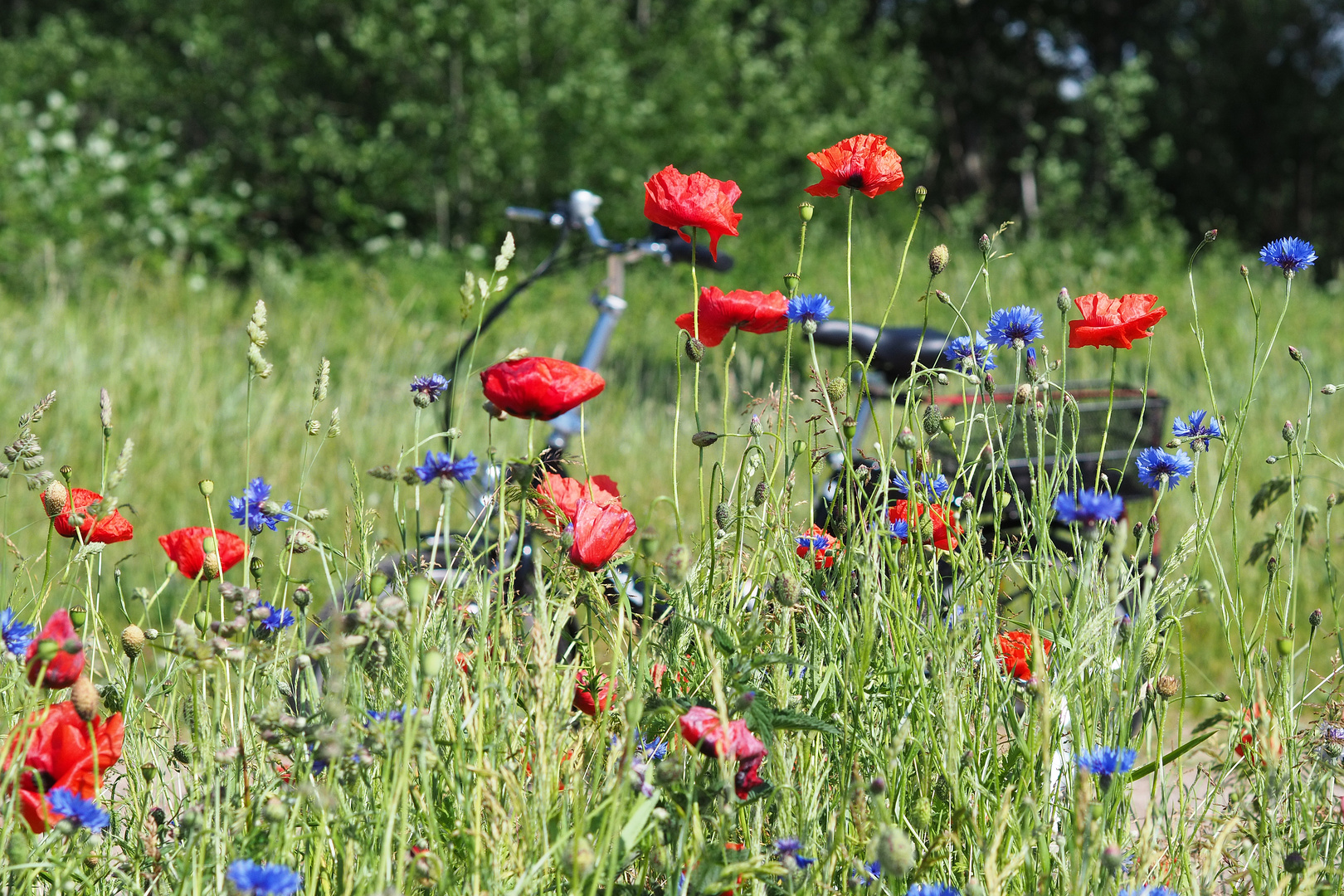 Prachtvolle Natur