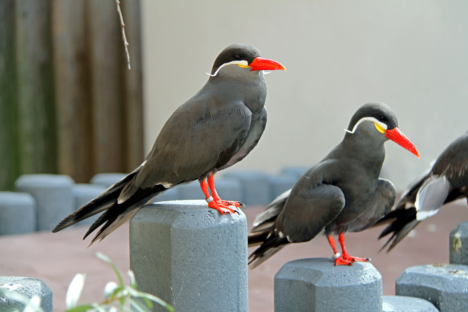 Prachtvolle Vogelart im Zoo Heidelberg