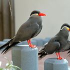 Prachtvolle Vogelart im Zoo Heidelberg