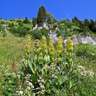 Prachtvolle Wildblumen im Gebirge