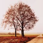 prachtvoller Baum in warme Farben getaucht