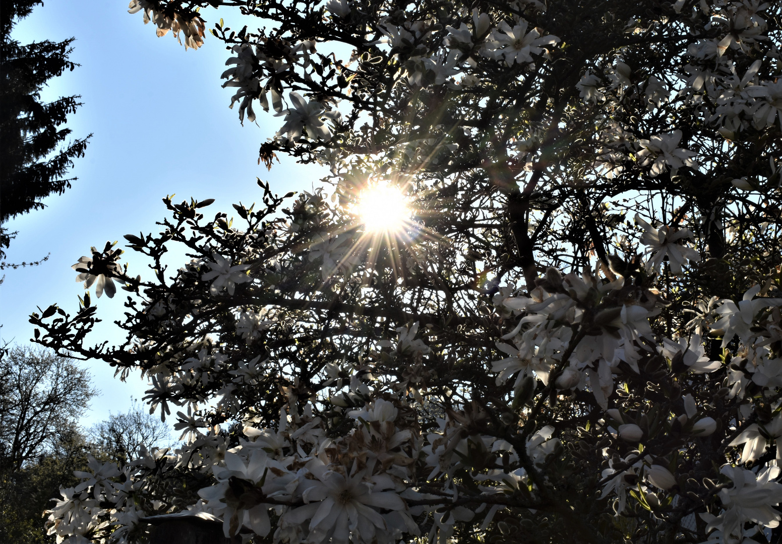 prachtvoller Magnolienbaum in der Morgensonne