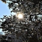 prachtvoller Magnolienbaum in der Morgensonne