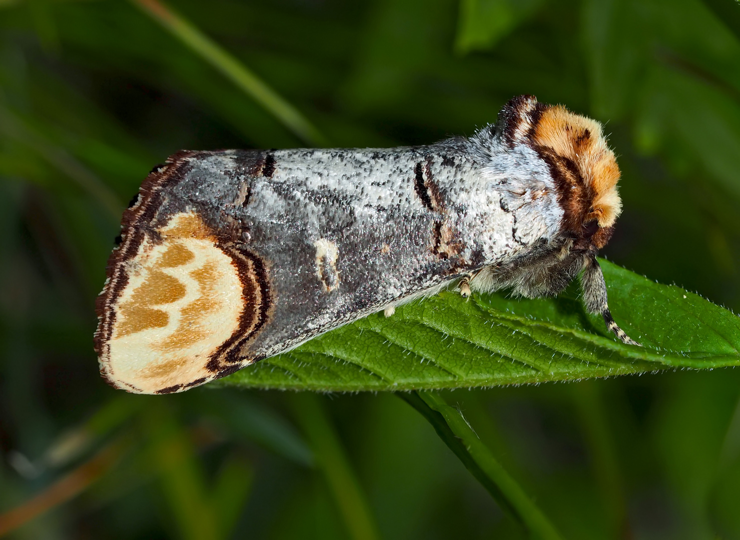 Prachtvoller Mondvogel (Phalera bucephela)! - La Bucéphale. 