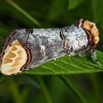 Prachtvoller Mondvogel (Phalera bucephela)! - La Bucéphale. 