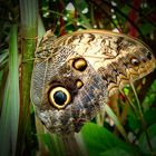prachtvoller Schmetterlingsflügel vom Caligo...