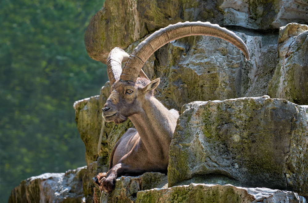 Prachtvoller Steinbock