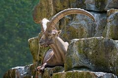 Prachtvoller Steinbock