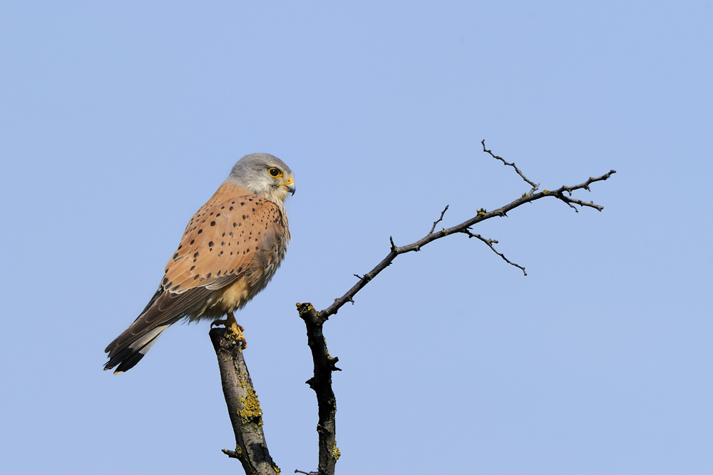 Prachtvoller Turmfalke