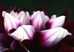 Prachtvolles lila-weiß