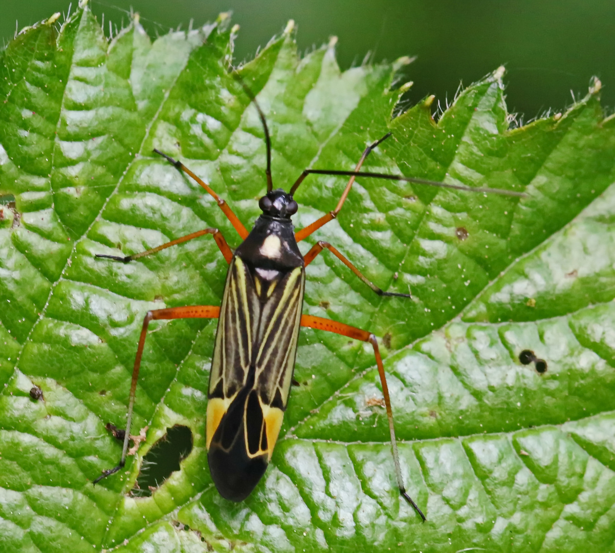 Prachtwanze (Miris striatus)