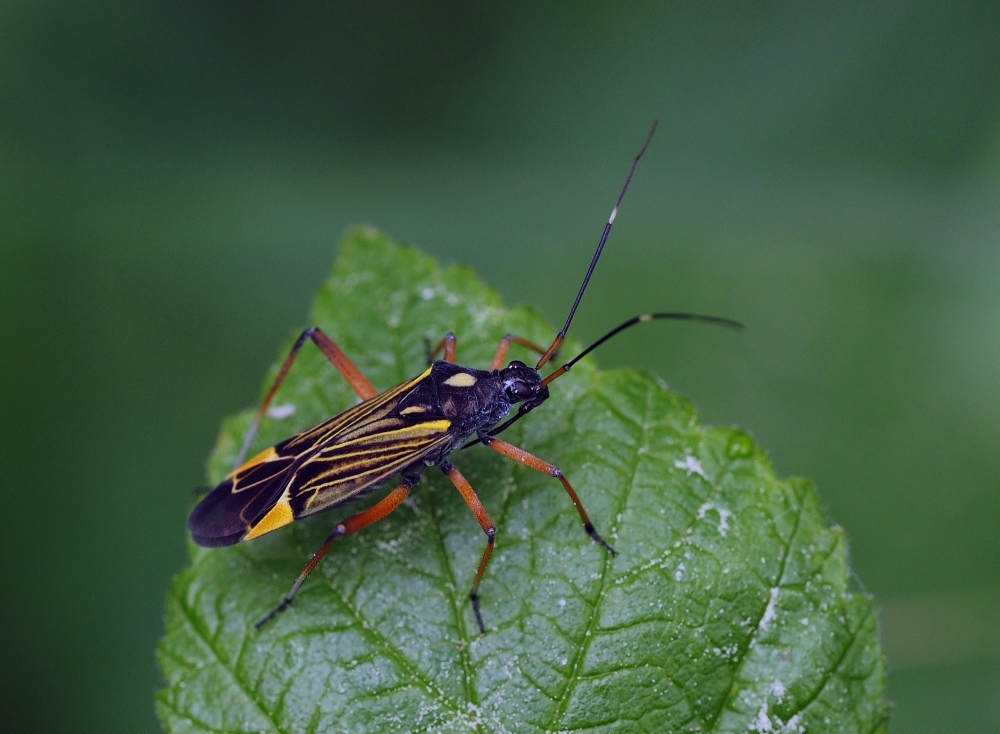 Prachtwanze (Miris striatus)