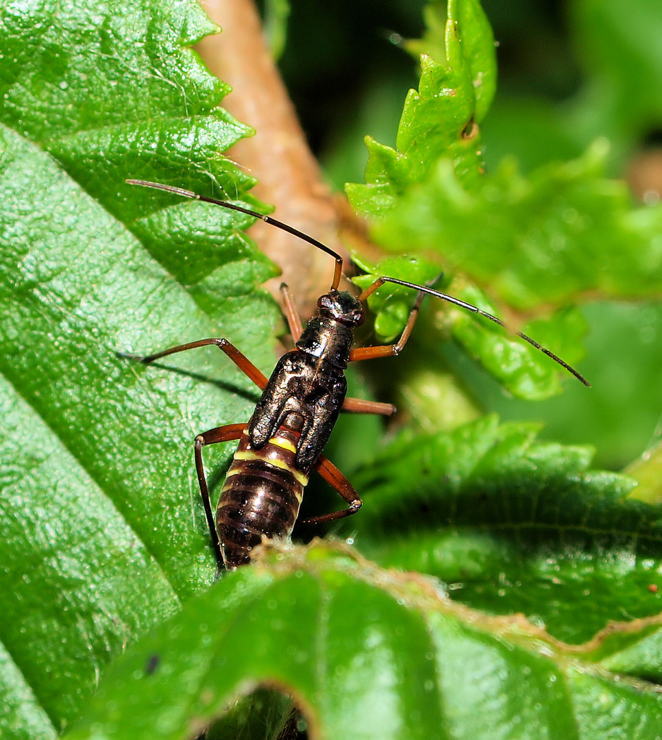 Prachtwanzen Larve (Miris striatus)