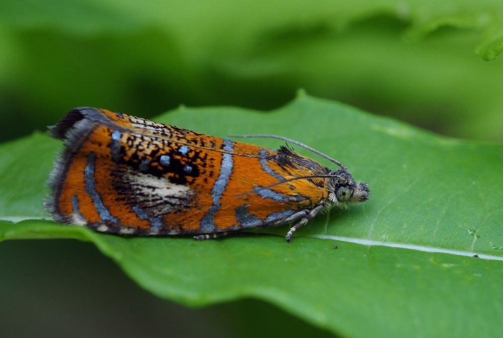 Prachtwickler (Olethreutes arcuella) 