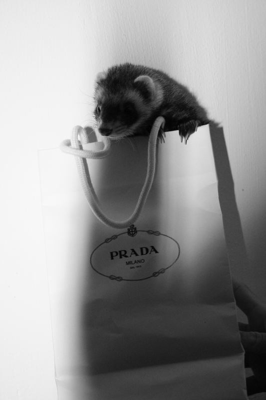 Prada