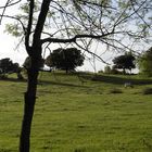 Pradera