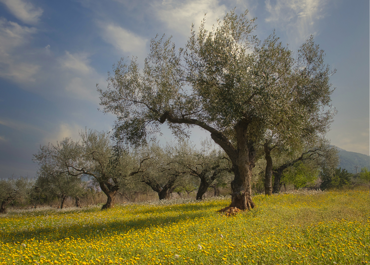 Pradera con Olivos